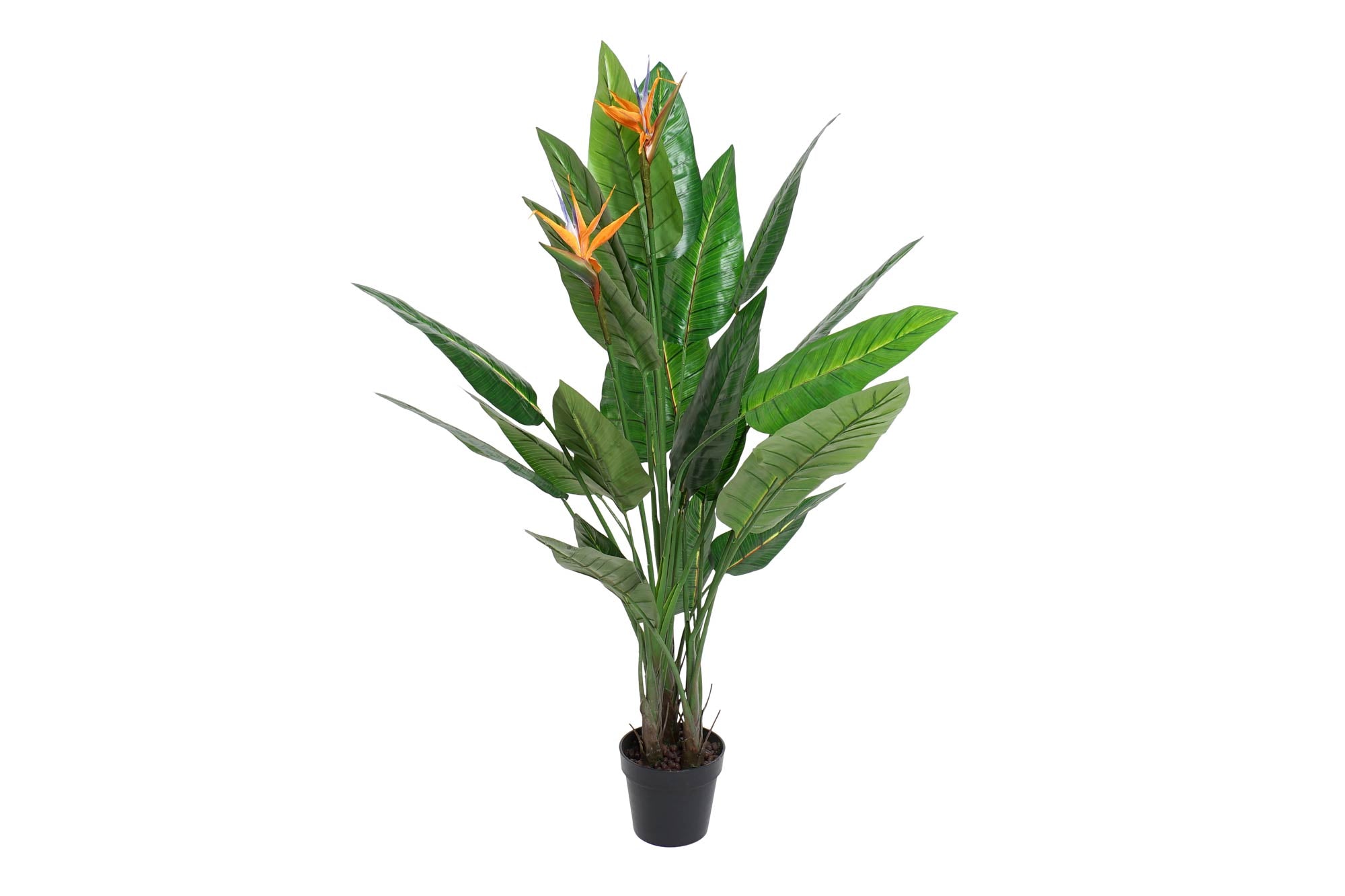 PLANTA PVC 100X100X145 STRELITZIA