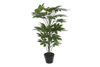 PACK DE 2 PLANTA PVC 64X64X90 FATSIA JAPONICA VERDE