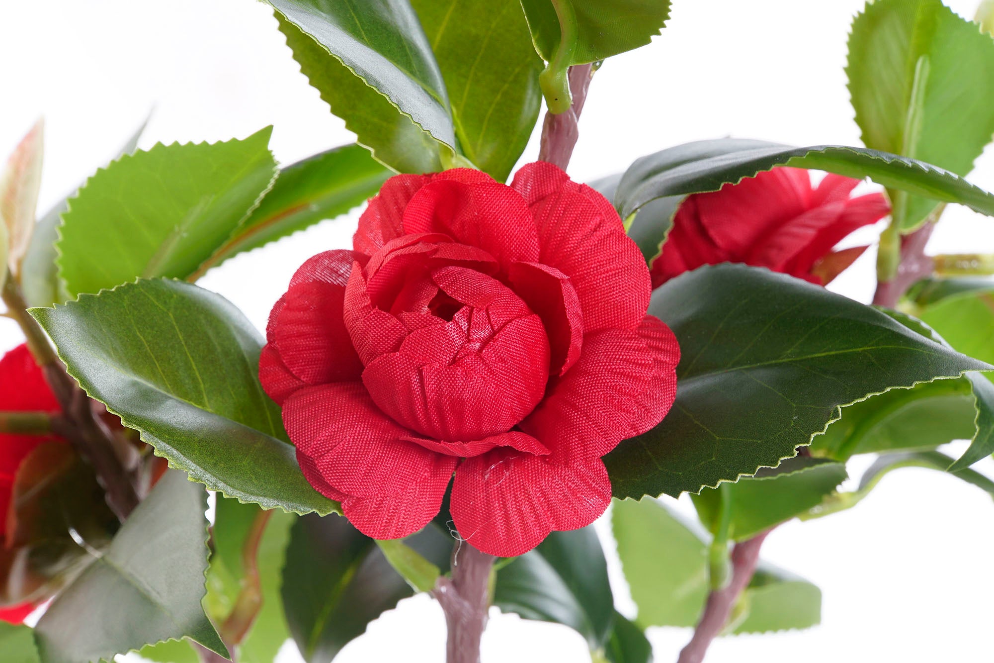 PACK DE 4 PLANTA PVC EVA 23X18X37 ROSAL ROJO