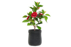 PACK DE 4 PLANTA PVC EVA 23X18X37 ROSAL ROJO