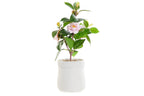 PACK DE 4 PLANTA PVC EVA 23X18X38 ROSAL ROSA PALO