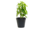 PACK DE 4 PLANTA PVC PLASTICO 12X12X27 VERDE