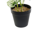 PACK DE 4 PLANTA PVC PLASTICO 13X13X27 VERDE