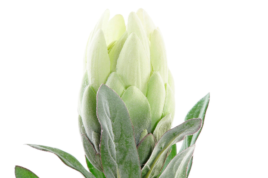 PACK DE 24 FLOR PE HIERRO 15X15X65 ALCACHOFA 2 SURT.