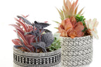PACK DE 2 PLANTA RESINA PE 11X11X21 CACTUS 2 SURT.