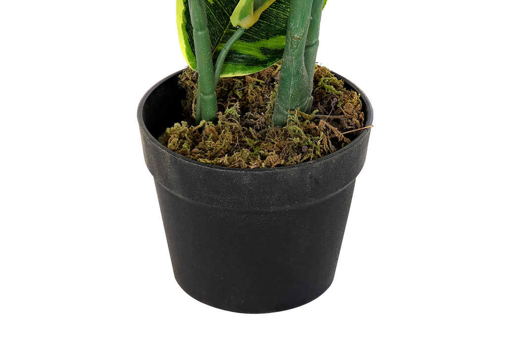 PLANTA PE 40X40X120 HEVEA VERDE