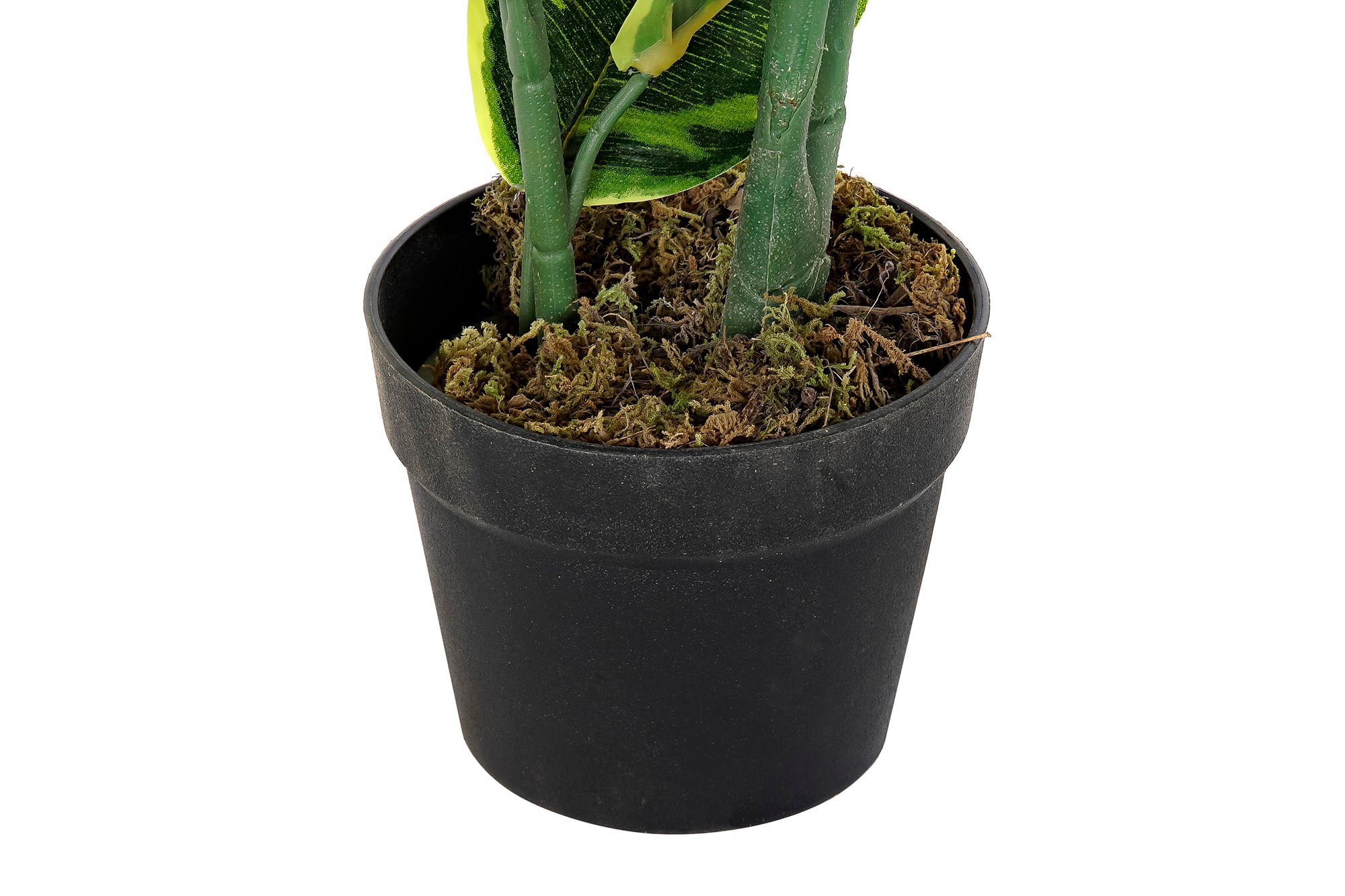 PLANTA PE 40X40X120 HEVEA VERDE