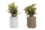 PACK DE 4 PLANTA PE EVA 16X16X21 2 SURT.