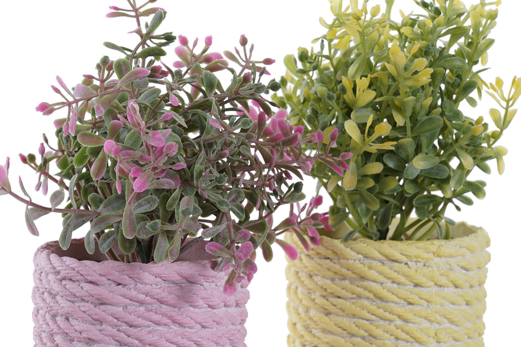 PACK DE 12 PLANTA PE EVA 15X15X17 2 SURT.