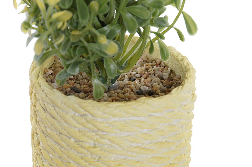 PACK DE 12 PLANTA PE EVA 15X15X17 2 SURT.