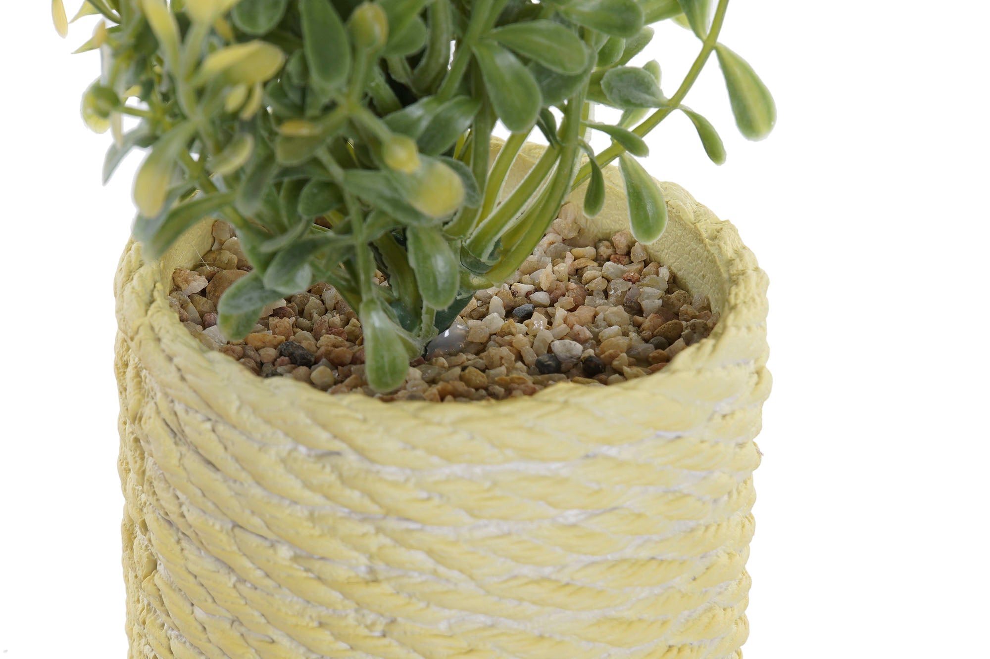 PACK DE 12 PLANTA PE EVA 15X15X17 2 SURT.