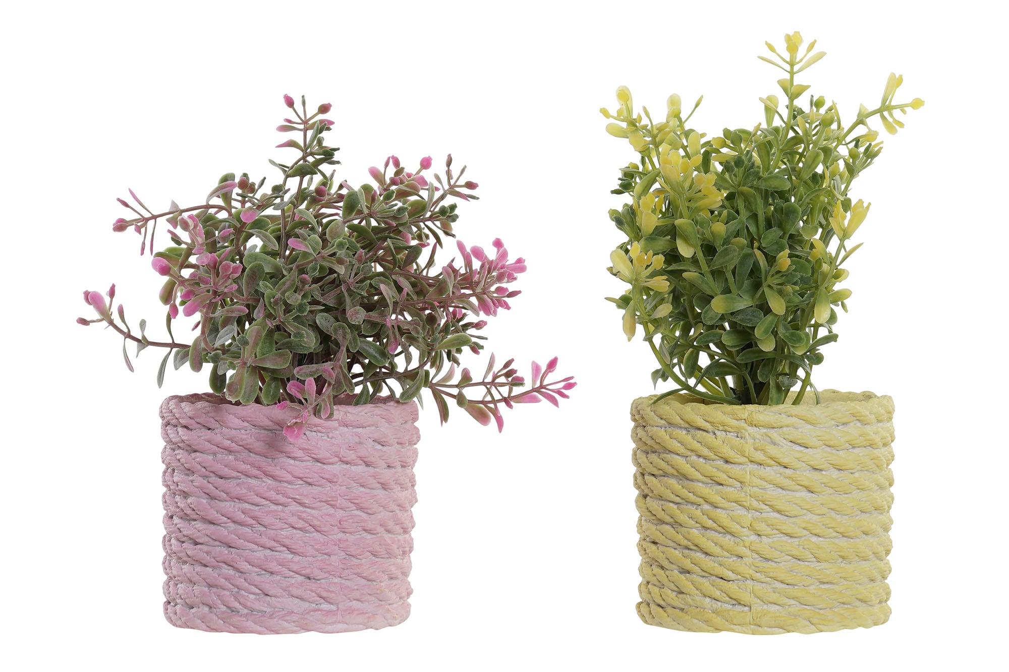 PACK DE 12 PLANTA PE EVA 15X15X17 2 SURT.