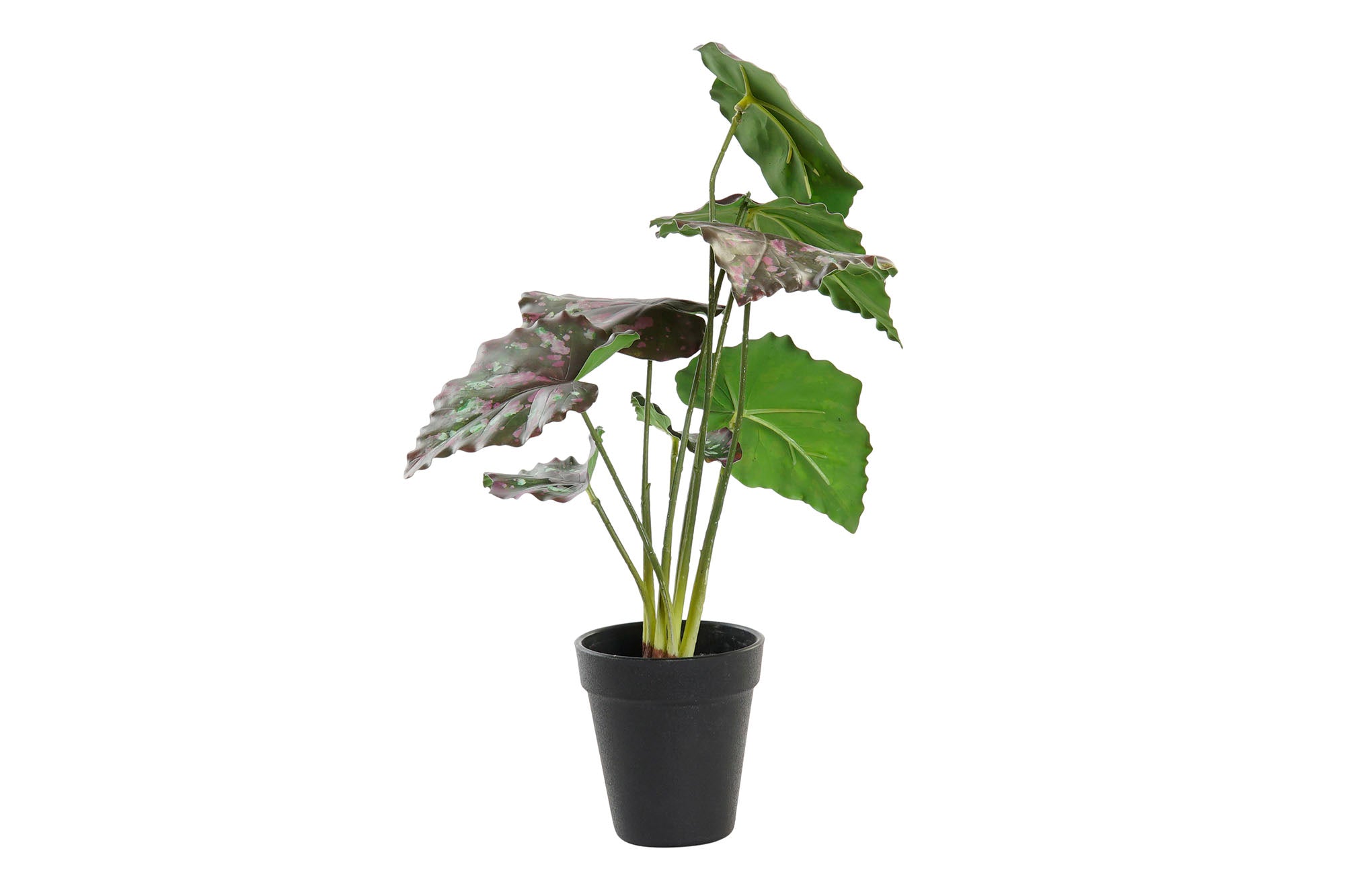 PACK DE 6 PLANTA PE 20X20X39 VERDE