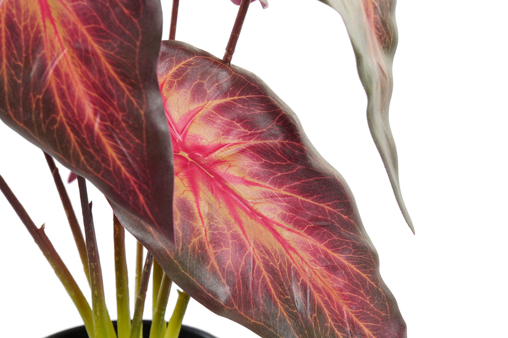 PACK DE 6 PLANTA PE 20X20X38 ROJO