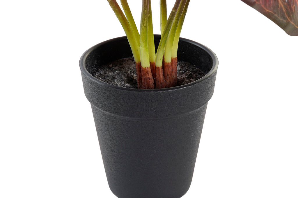 PACK DE 6 PLANTA PE 20X20X38 ROJO