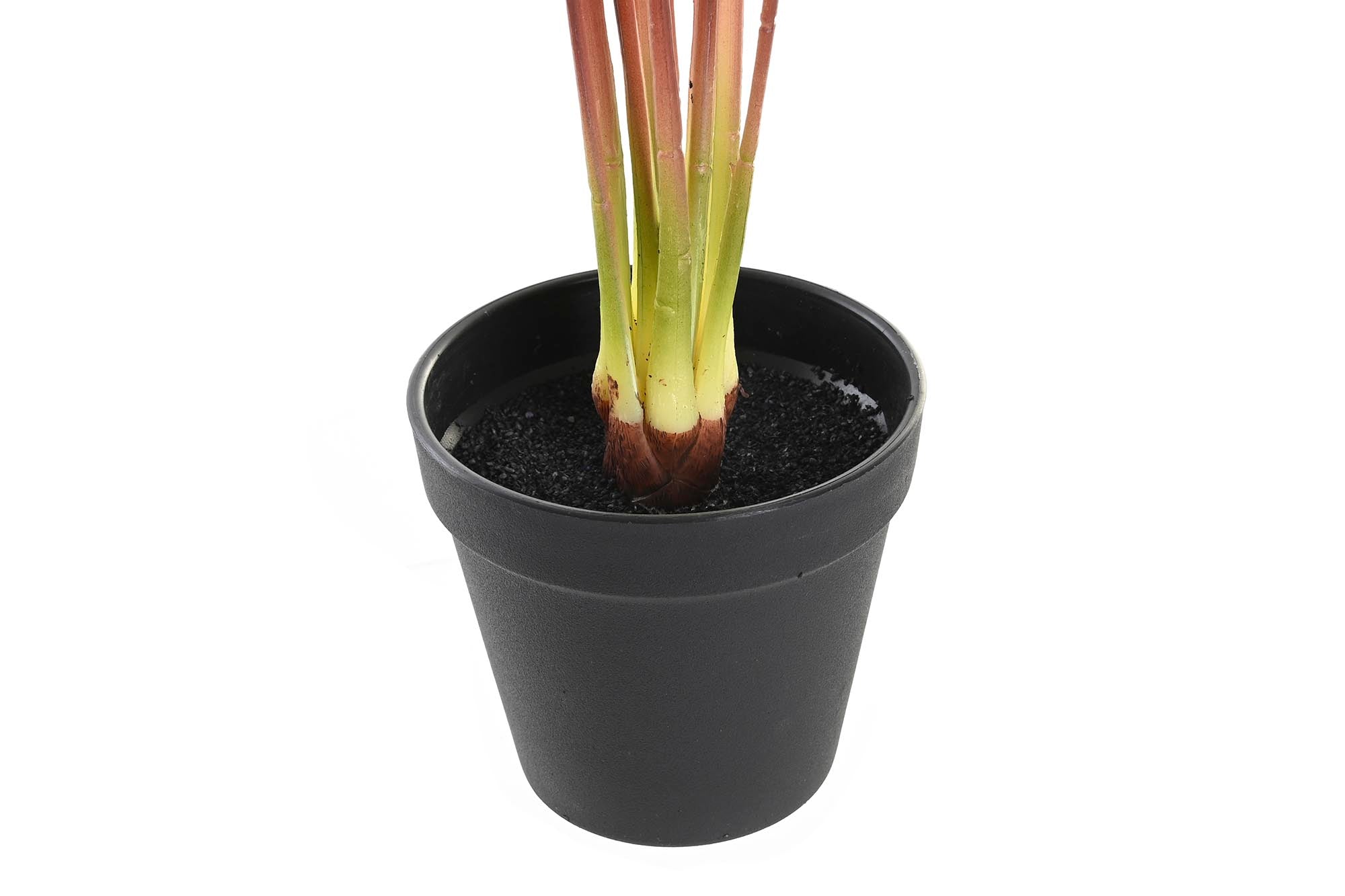 PACK DE 6 PLANTA PE 25X25X67 ROSA