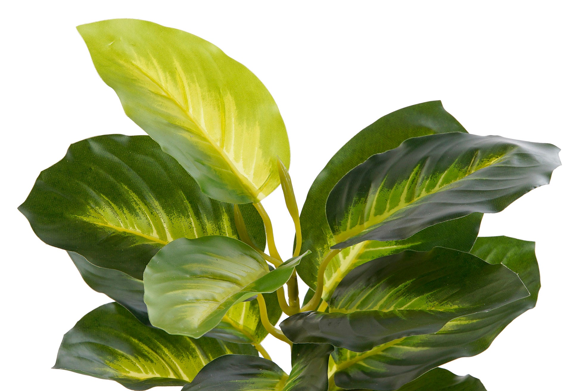 PLANTA PVC PP 25X25X30 DIEFEMBAQUIA VERDE