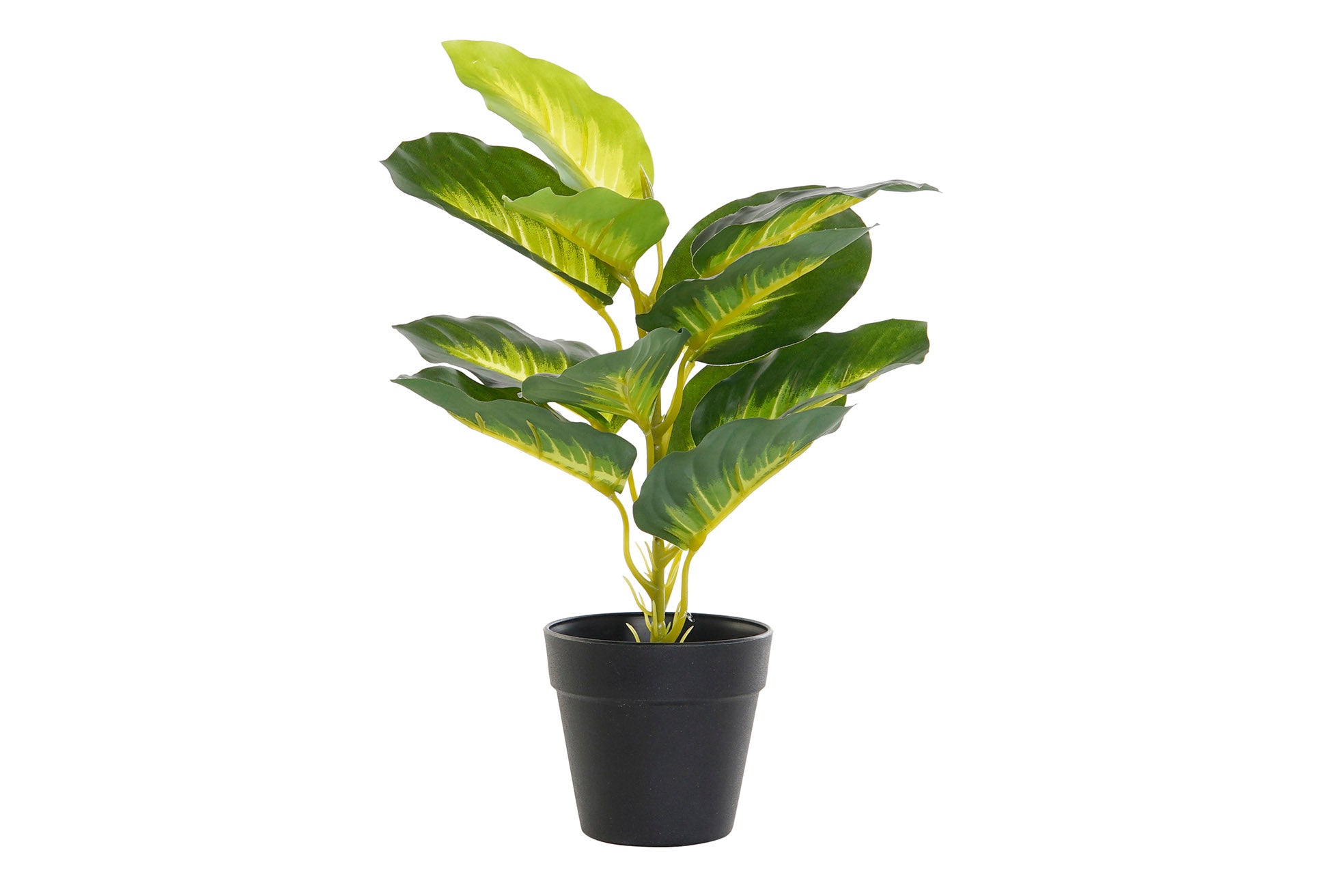 PLANTA PVC PP 25X25X30 DIEFEMBAQUIA VERDE