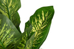 PACK DE 2 PLANTA PE 50X50X150 DIEFFENBACHIA VERDE