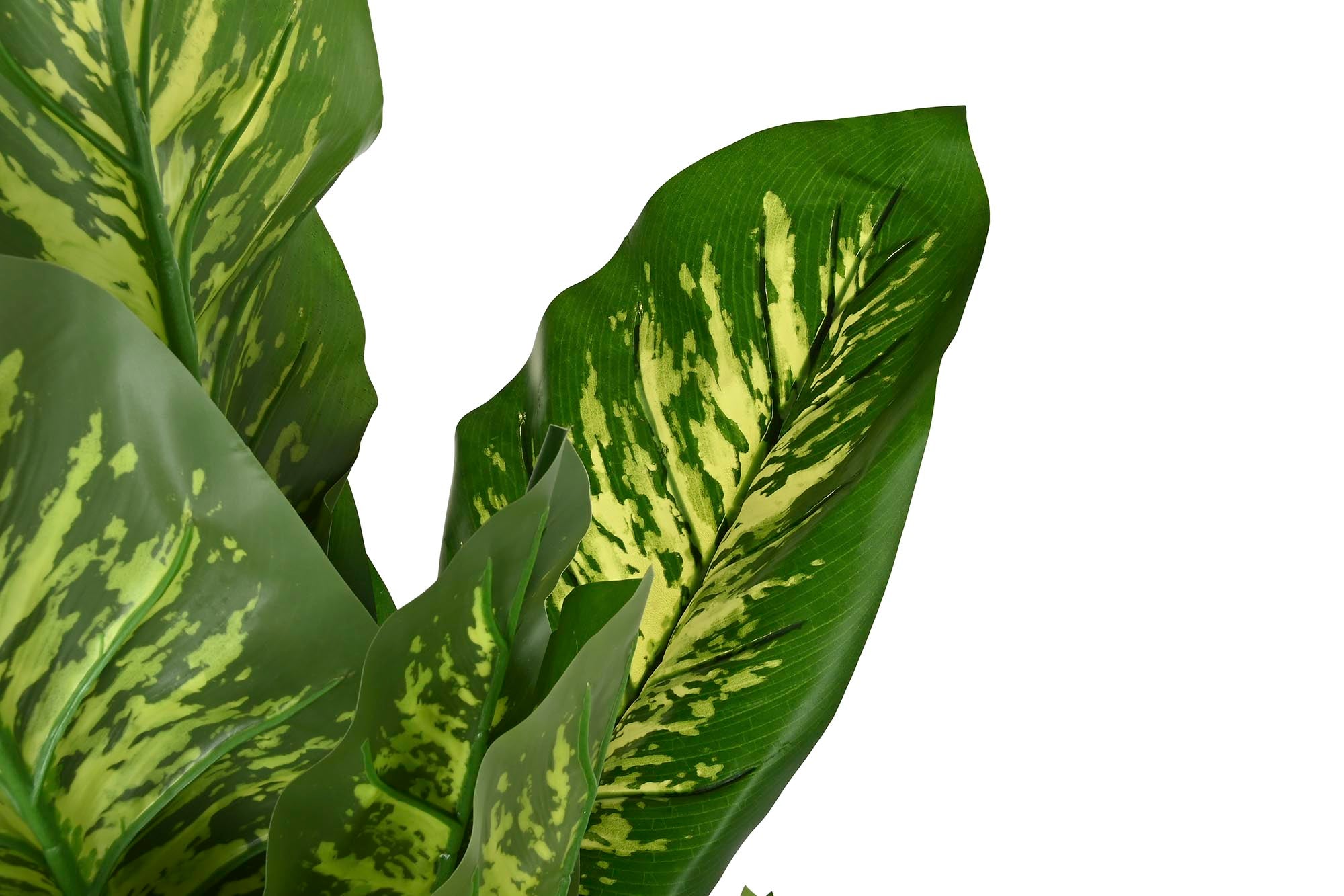 PACK DE 2 PLANTA PE 50X50X150 DIEFFENBACHIA VERDE