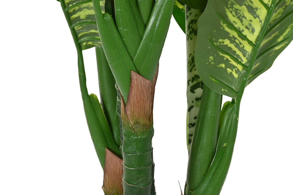 PACK DE 2 PLANTA PE 50X50X150 DIEFFENBACHIA VERDE