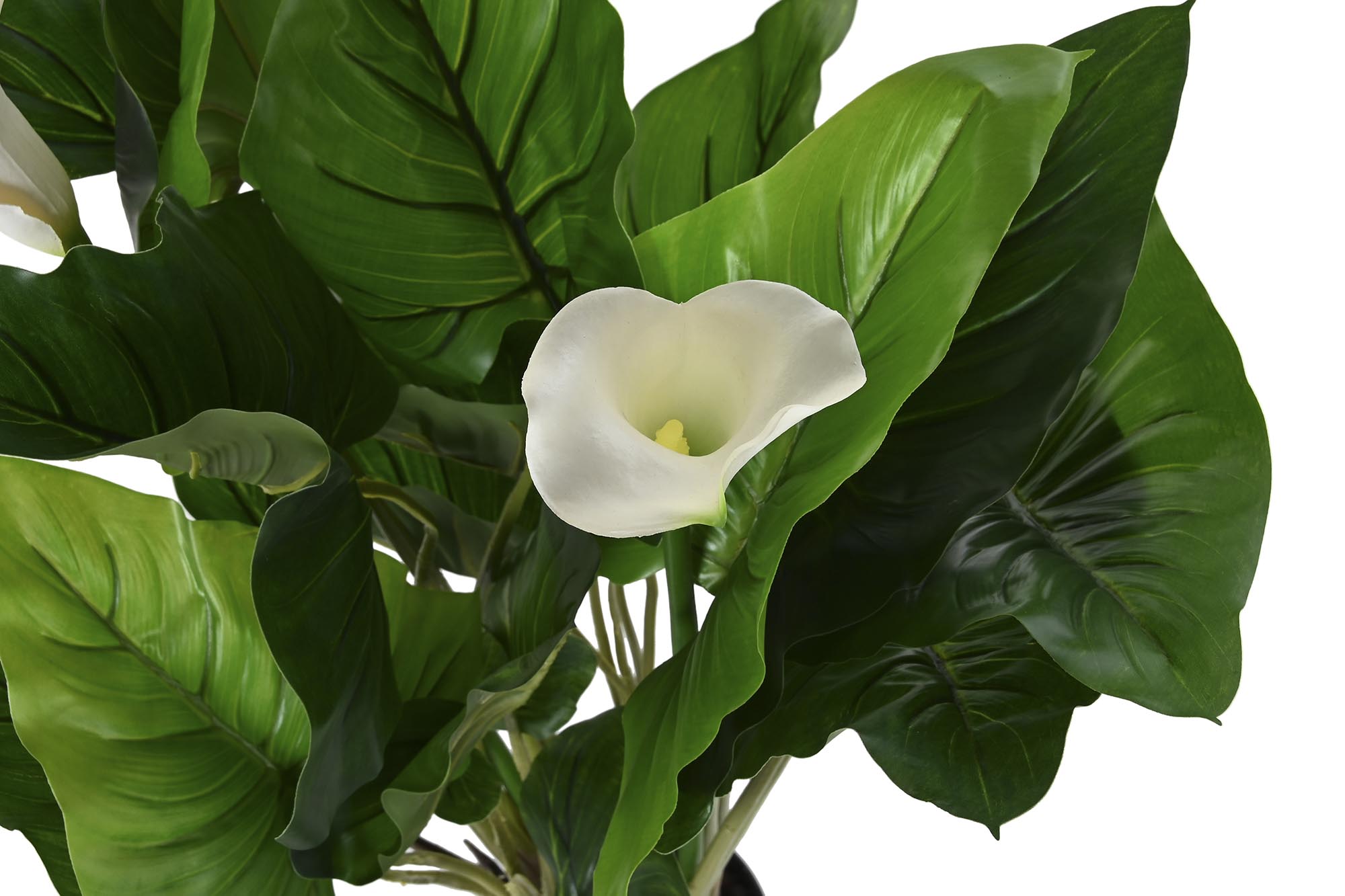 PACK DE 2 PLANTA PE 50X50X100 LIRIO DE AGUA VERDE