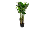 PACK DE 2 PLANTA PE 50X50X100 LIRIO DE AGUA VERDE