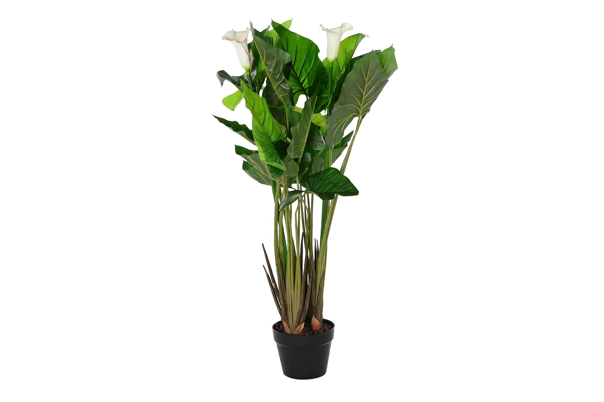 PACK DE 2 PLANTA PE 50X50X100 LIRIO DE AGUA VERDE