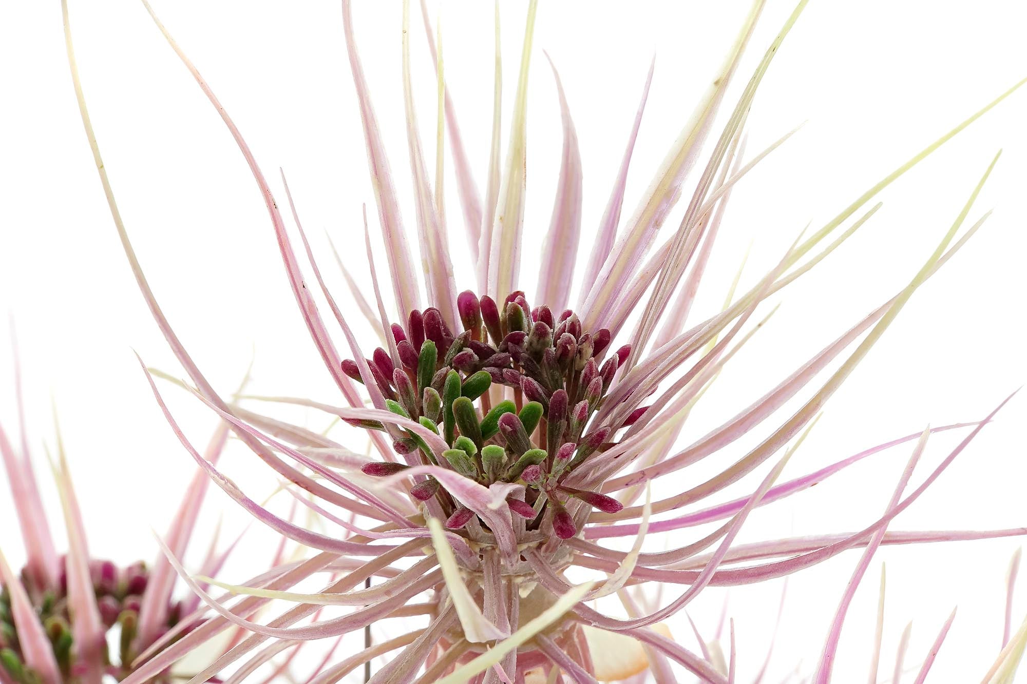 PACK DE 2 PLANTA PE PVC 40X40X120 2 SURT.