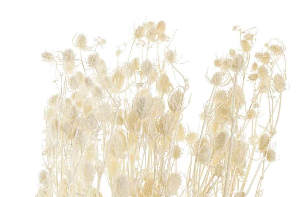 PACK DE 12 RAMO FLOR SECA 15X15X65 PRISTIMERA CREMA