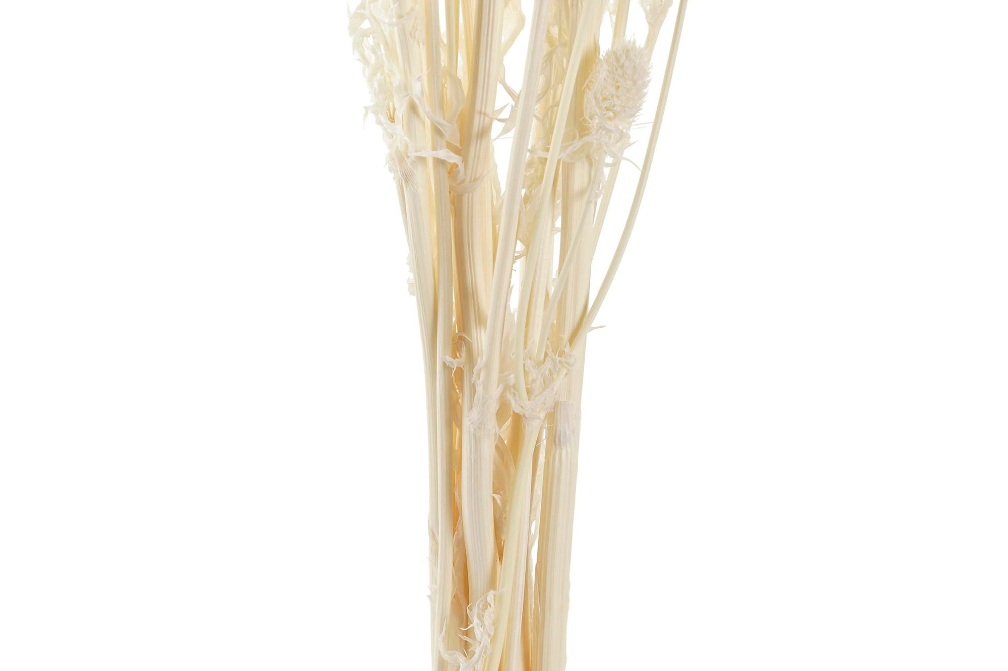 PACK DE 12 RAMO FLOR SECA 15X15X65 PRISTIMERA CREMA