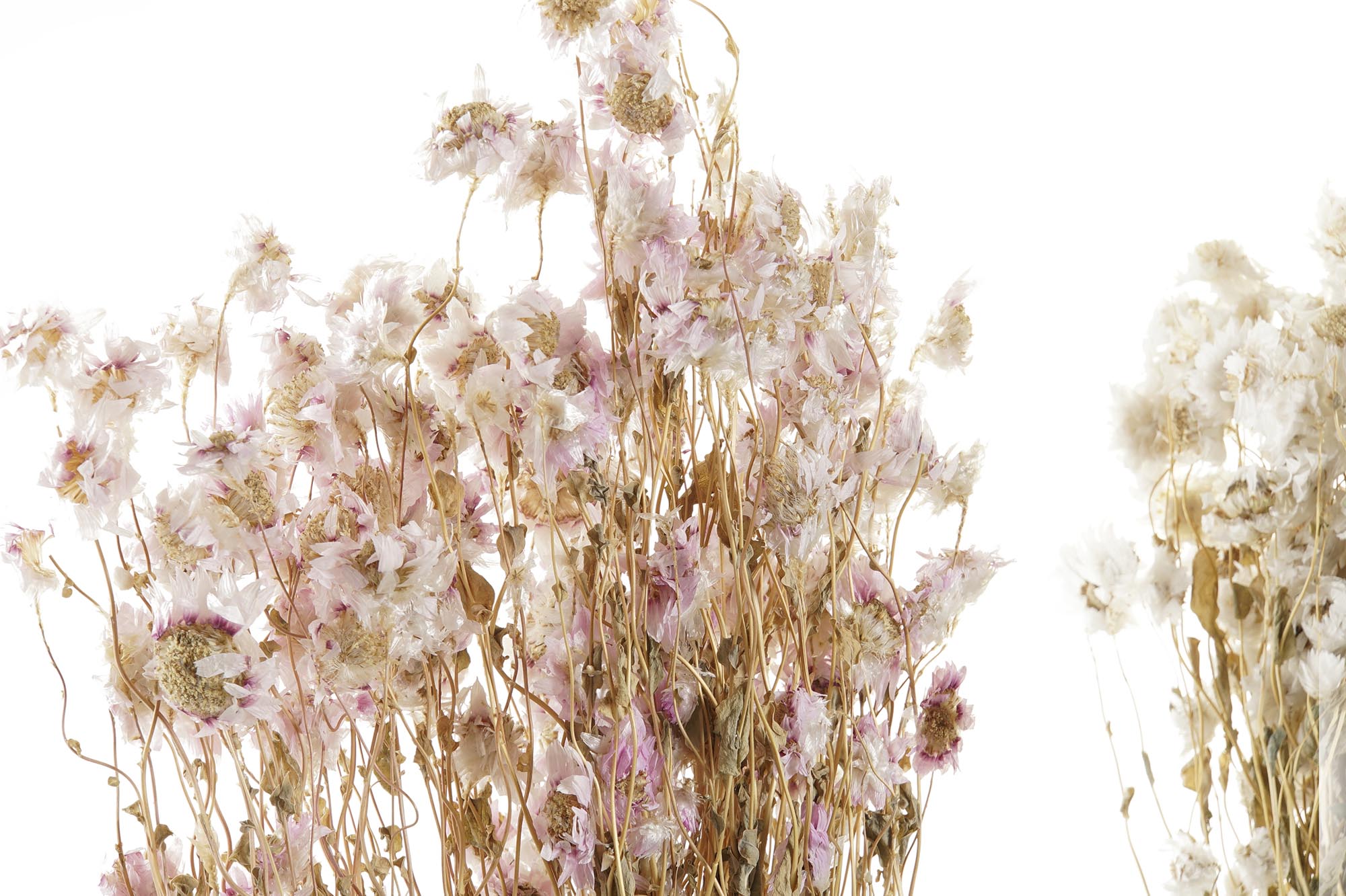 PACK DE 12 RAMO FLOR SECA 16X3X60 2 SURT.