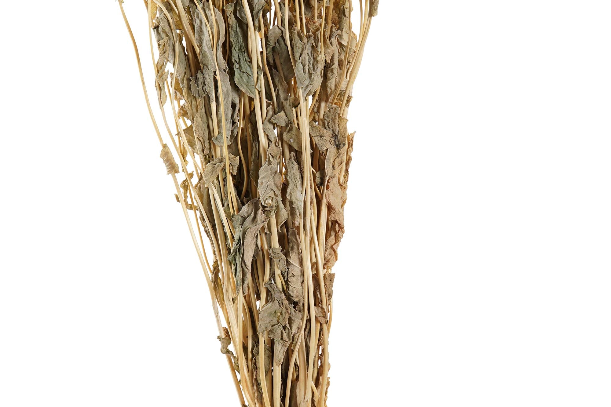 PACK DE 12 RAMO FLOR SECA 16X3X60 2 SURT.