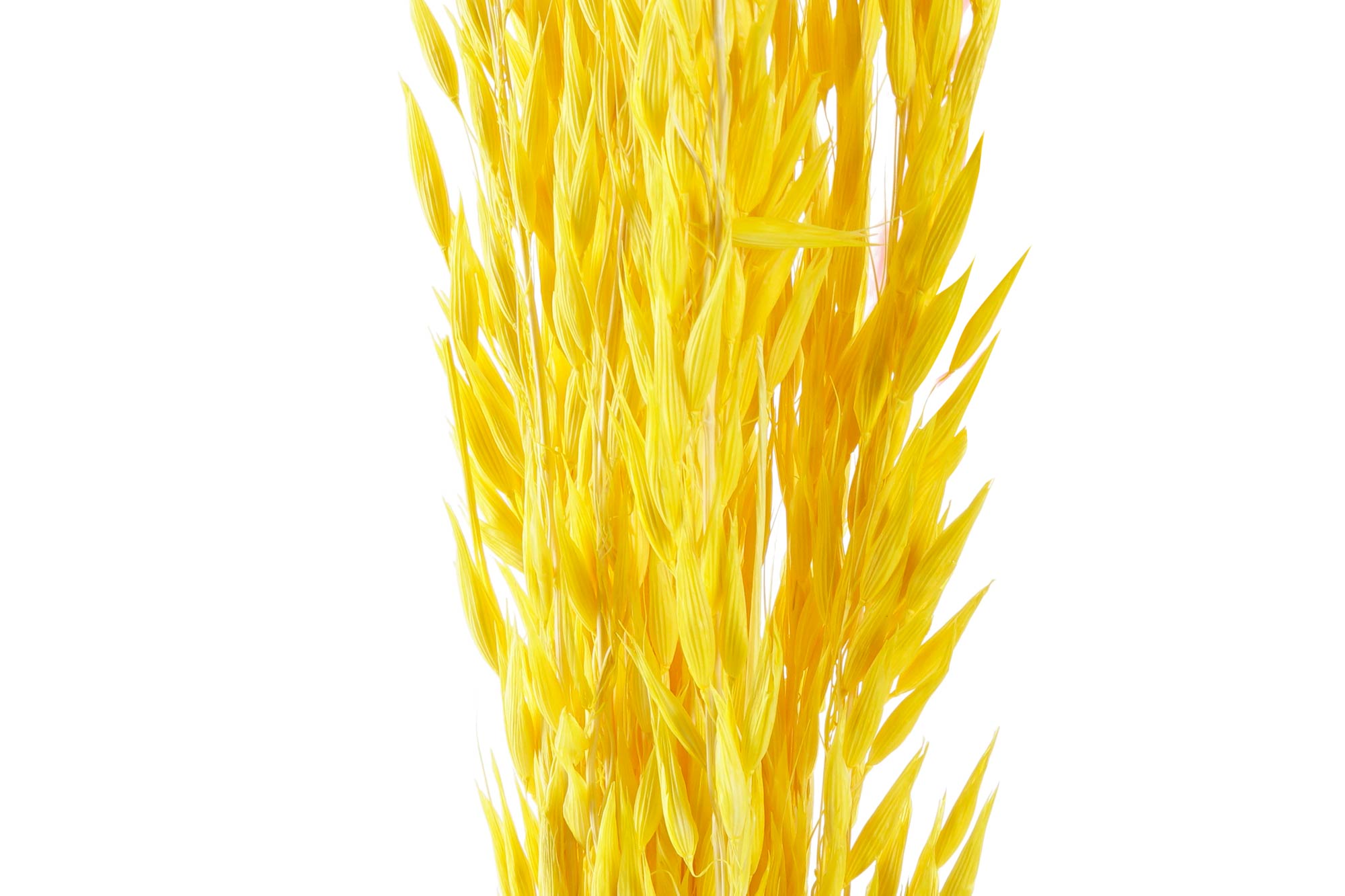 PACK DE 12 RAMA FLOR SECA 8X3X63 AVENA 2 SURT.