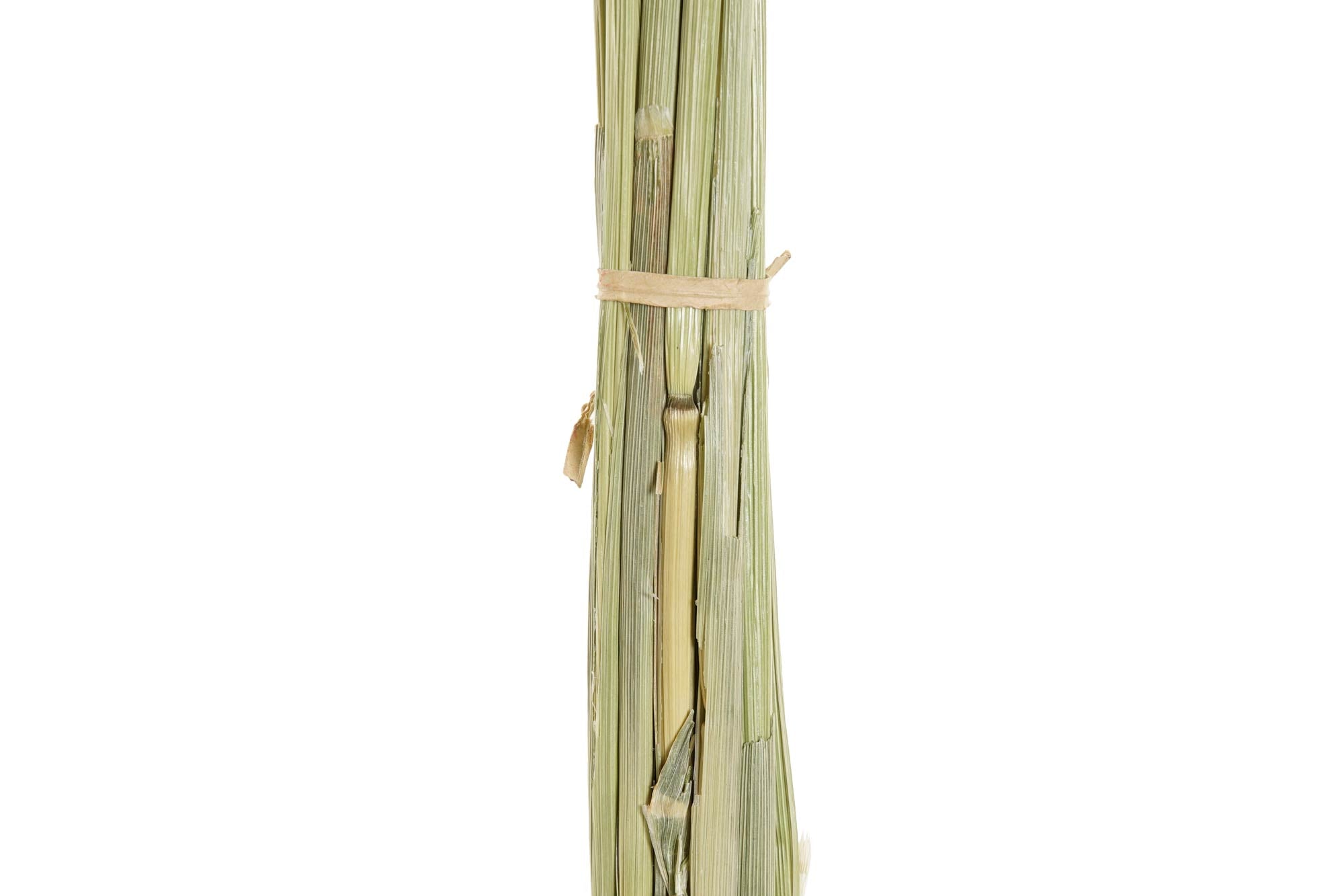 PACK DE 12 RAMA FLOR SECA 8X4X60 AVENA 2 SURT.