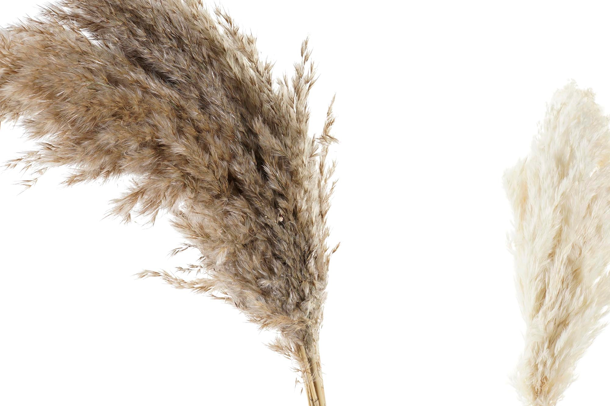 PACK DE 12 RAMA FLOR SECA 8X3X95 PLUMERO 2 SURT.