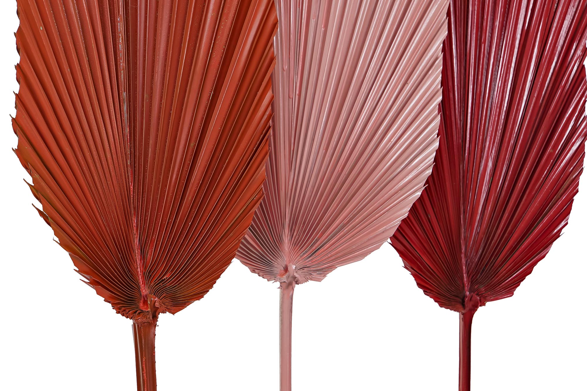 PACK DE 12 RAMA HOJA DE PALMERA 22X2X148 3 SURT.