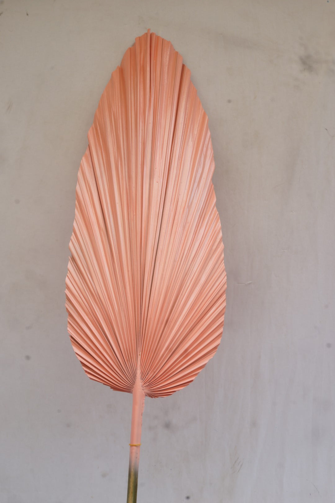 PACK DE 12 RAMA HOJA DE PALMERA 22X2X148 3 SURT.