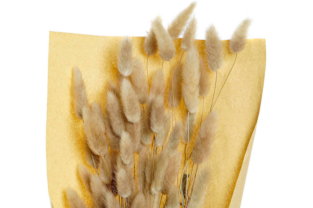 PACK DE 12 RAMO FLOR SECA 20X20X76 COLA DE CONEJO NATURAL