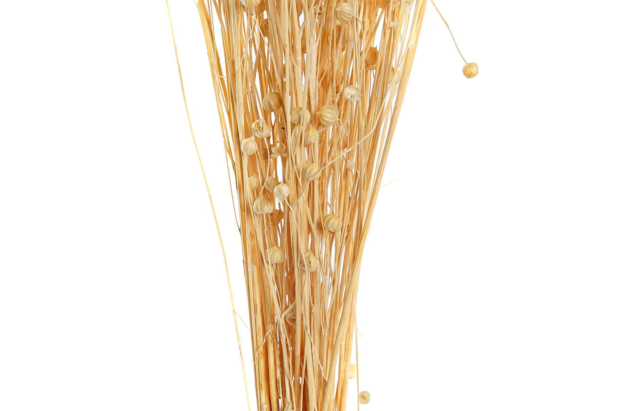 PACK DE 12 RAMO FLOR SECA 10X10X70 60 GR LINO 3 SURT.