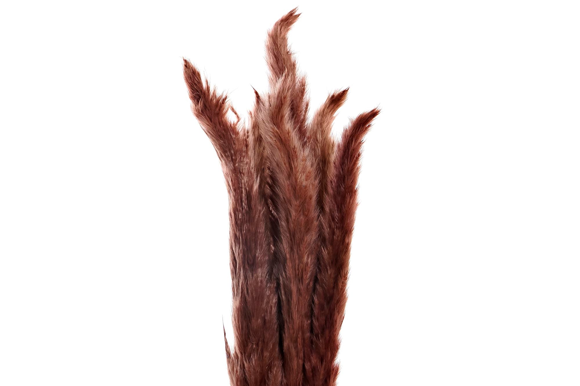 PACK DE 12 RAMA SET 6 FLOR SECA 3X3X65 JUNCO 2 SURT.