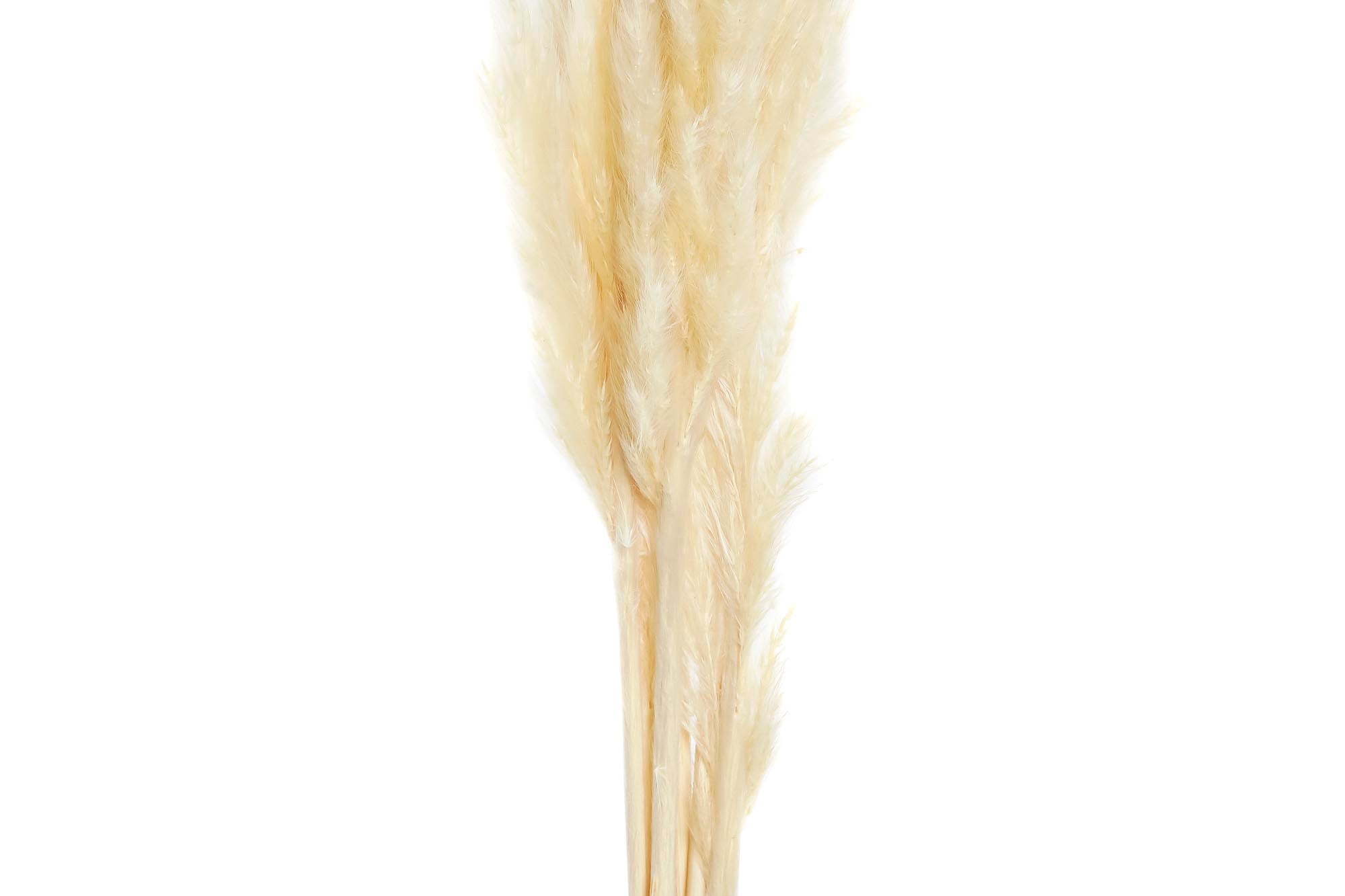 PACK DE 12 RAMA SET 6 FLOR SECA 3X3X65 JUNCO 2 SURT.