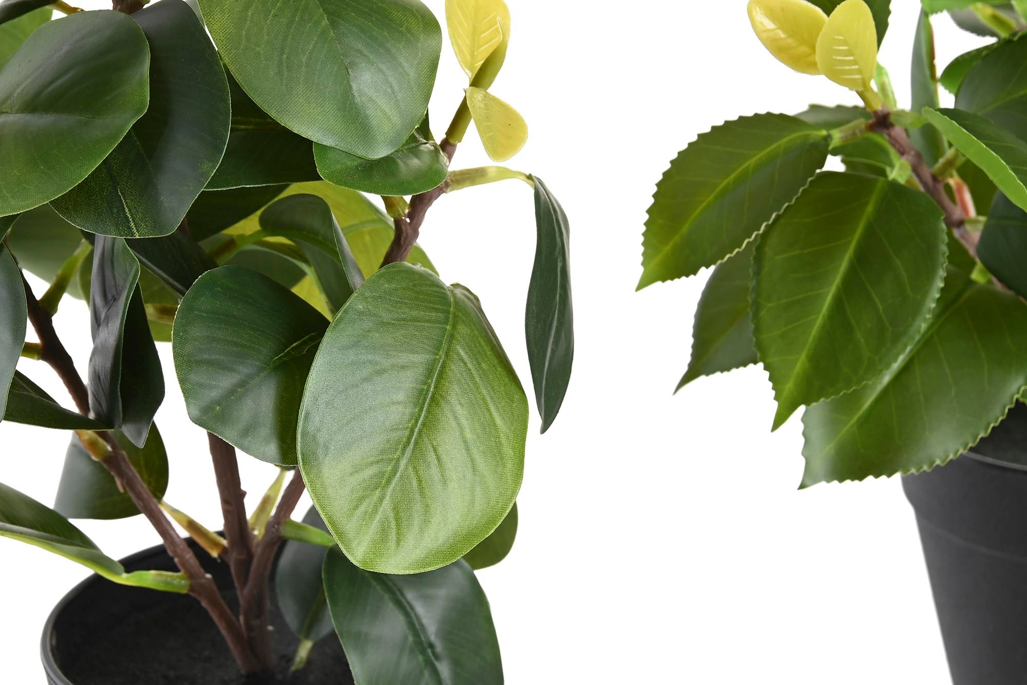 PACK DE 6 PLANTA PE PP 21X18X30 CAMELIA/FICUS 2 SURT.