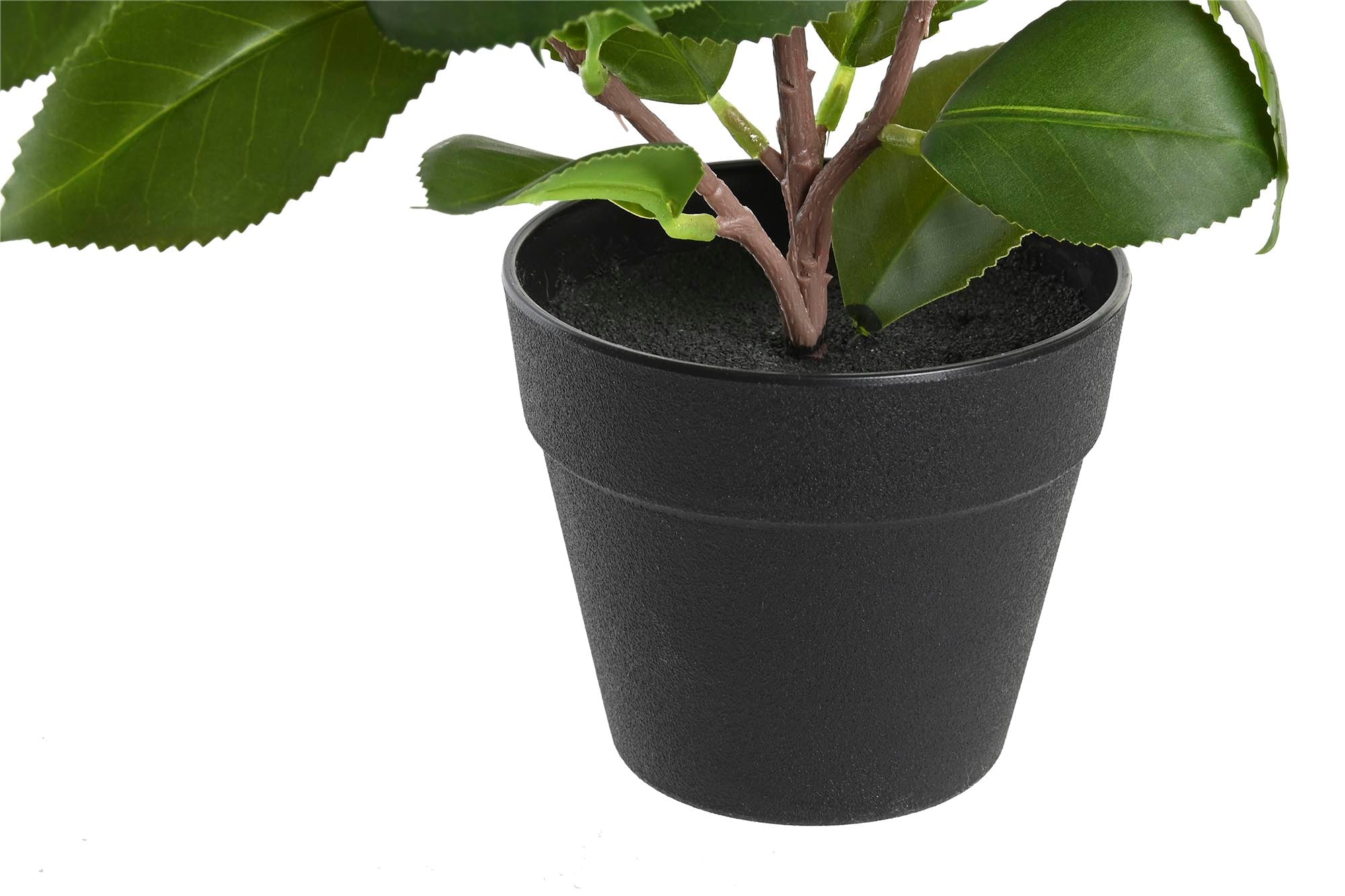 PACK DE 6 PLANTA PE PP 21X18X30 CAMELIA/FICUS 2 SURT.