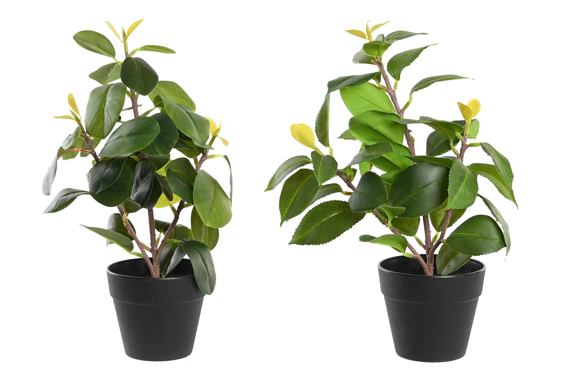 PACK DE 6 PLANTA PE PP 21X18X30 CAMELIA/FICUS 2 SURT.