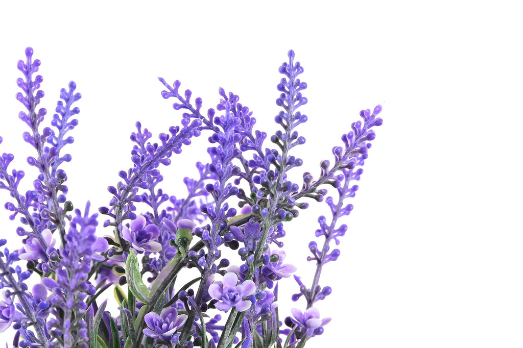 PACK DE 6 PLANTA PE PP 15X15X27 LAVANDA LILA