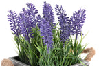 PACK DE 6 PLANTA PE MADERA 15X15X20 LAVANDA LILA