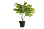 PACK DE 2 PLANTA PE PP 40X30X50 MONSTERA VERDE