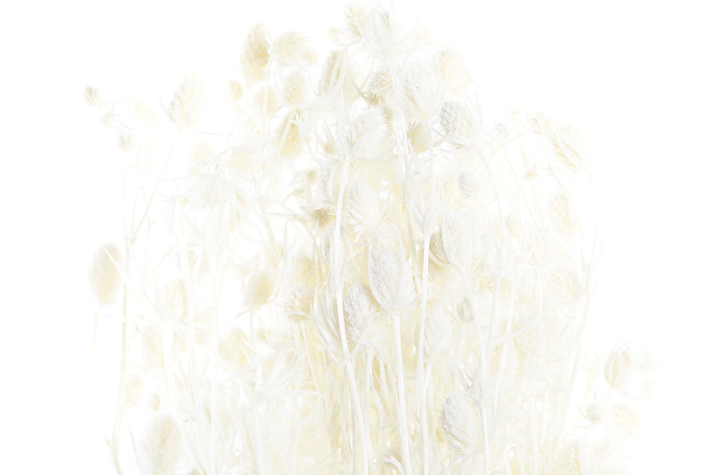 PACK DE 12 RAMA FLOR SECA 20X20X70 100GR 2 SURT.