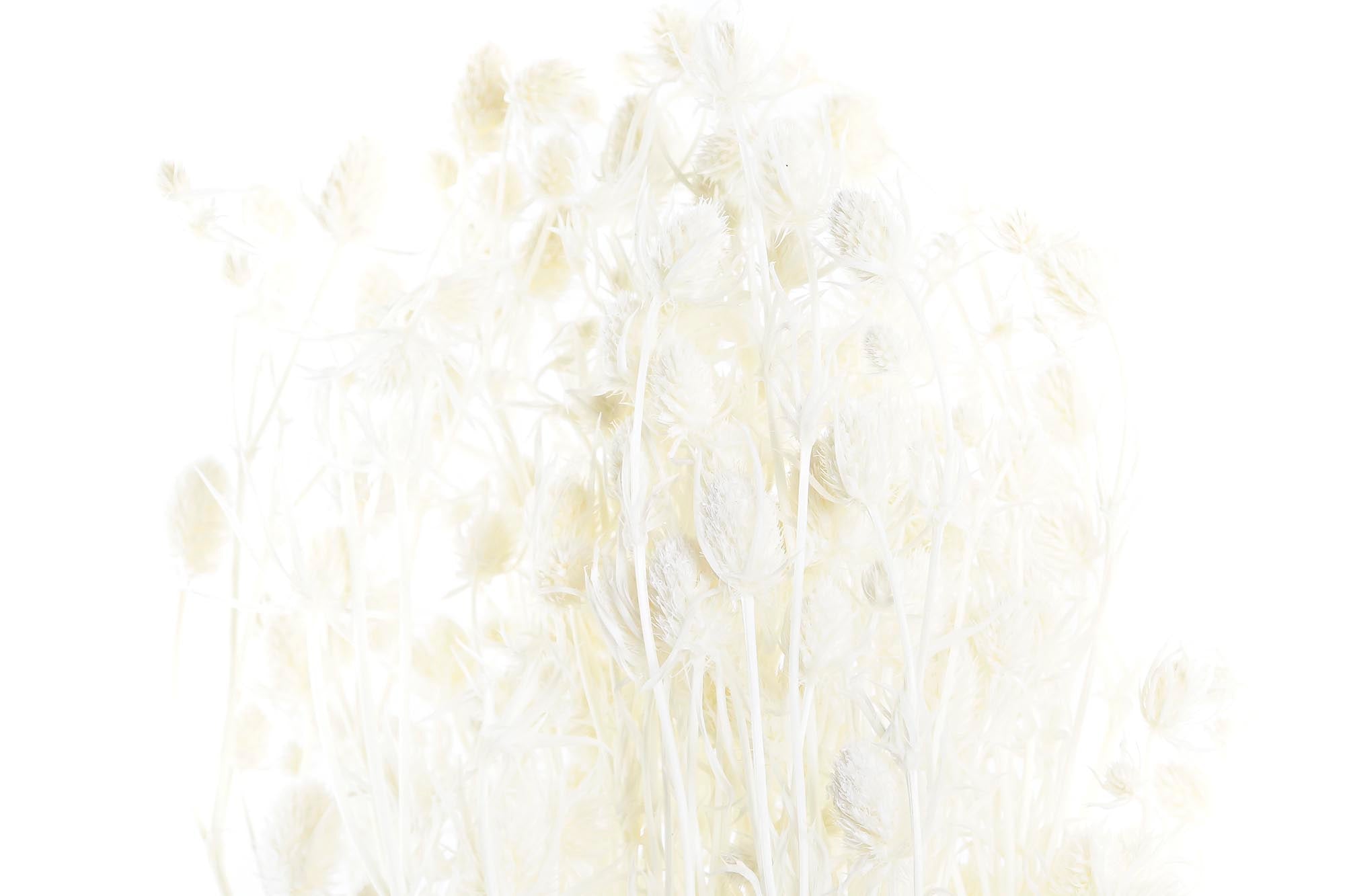 PACK DE 12 RAMA FLOR SECA 20X20X70 100GR 2 SURT.